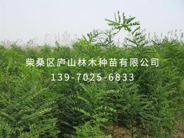國槐樹(shù)