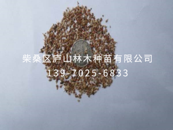 構樹(shù)種子