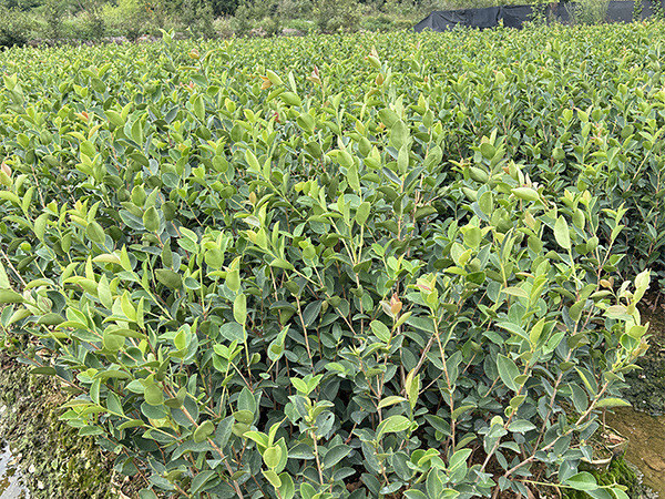 油茶苗